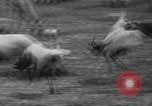 Immagine di Bronx Zoo New York City USA, 1941, secondo 35 filmato di repertorio 65675053566