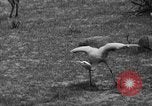 Immagine di Bronx Zoo New York City USA, 1941, secondo 36 filmato di repertorio 65675053566