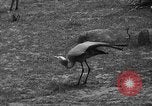 Immagine di Bronx Zoo New York City USA, 1941, secondo 37 filmato di repertorio 65675053566