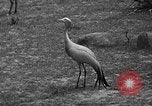 Immagine di Bronx Zoo New York City USA, 1941, secondo 38 filmato di repertorio 65675053566