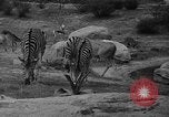 Immagine di Bronx Zoo New York City USA, 1941, secondo 39 filmato di repertorio 65675053566