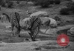 Immagine di Bronx Zoo New York City USA, 1941, secondo 40 filmato di repertorio 65675053566