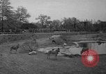 Immagine di Bronx Zoo New York City USA, 1941, secondo 41 filmato di repertorio 65675053566