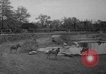 Immagine di Bronx Zoo New York City USA, 1941, secondo 42 filmato di repertorio 65675053566