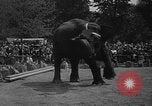Immagine di Bronx Zoo New York City USA, 1941, secondo 60 filmato di repertorio 65675053566