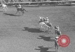 Image course de chevaux Arlington Park Illinois USA, 1941, de la seconde 11 séquences d'archives historiques vidéo 65675053570