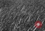 Image of Russian farm Russia Soviet Union, 1942, second 5 stock footage video 65675053673