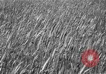 Image of Russian farm Russia Soviet Union, 1942, second 6 stock footage video 65675053673