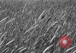 Image of Russian farm Russia Soviet Union, 1942, second 7 stock footage video 65675053673