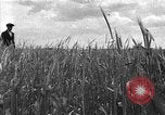 Image of Russian farm Russia Soviet Union, 1942, second 8 stock footage video 65675053673