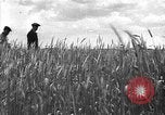 Image of Russian farm Russia Soviet Union, 1942, second 9 stock footage video 65675053673