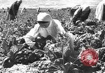 Image of Russian farm Russia Soviet Union, 1942, second 31 stock footage video 65675053673