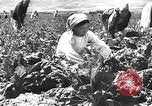 Image of Russian farm Russia Soviet Union, 1942, second 32 stock footage video 65675053673