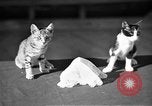 Standbild Lace doilies Portofino Italien, 1951, aus Sekunde 48 historischem Filmmaterial Videoclip 65675053696