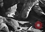 Immagine di Barche da pesca Portofino, 1951, secondo 15 filmato di repertorio 65675053697