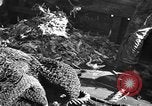 Immagine di Barche da pesca Portofino, 1951, secondo 17 filmato di repertorio 65675053697