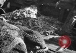 Immagine di Barche da pesca Portofino, 1951, secondo 18 filmato di repertorio 65675053697