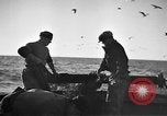 Immagine di Barche da pesca Portofino, 1951, secondo 22 filmato di repertorio 65675053697