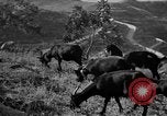Standbild Apenninen Bergen Italien, 1951, aus Sekunde 8 historischem Filmmaterial Videoclip 65675053700