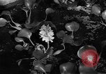 Image of Italian garden Italy, 1951, second 12 stock footage video 65675053704