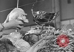 Immagine di Supermercato negozio di generi alimentari Greenbelt Maryland USA, 1939, secondo 14 filmato di repertorio 65675053715