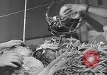 Immagine di Supermercato negozio di generi alimentari Greenbelt Maryland USA, 1939, secondo 16 filmato di repertorio 65675053715