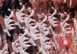 Image of Richard Nixon United States USA, 1968, second 10 stock footage video 65675053737