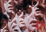 Image of Richard Nixon United States USA, 1968, second 11 stock footage video 65675053737