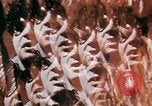 Image of Richard Nixon United States USA, 1968, second 10 stock footage video 65675053738