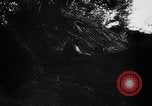 Image of German live fire training France, 1944, second 19 stock footage video 65675053928
