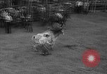 Standbild Broncobusters Arcadia Florida USA, 1941, aus Sekunde 40 historischem Filmmaterial Videoclip 65675053964