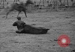 Standbild Broncobusters Arcadia Florida USA, 1941, aus Sekunde 48 historischem Filmmaterial Videoclip 65675053964