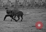 Standbild Broncobusters Arcadia Florida USA, 1941, aus Sekunde 49 historischem Filmmaterial Videoclip 65675053964