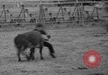 Standbild Broncobusters Arcadia Florida USA, 1941, aus Sekunde 51 historischem Filmmaterial Videoclip 65675053964
