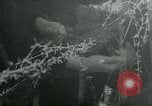 Standbild Hitler Jugend Deutschland, 1944, aus Sekunde 35 historischem Filmmaterial Videoclip 65675053987
