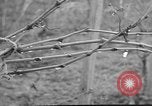 Image of vineyards of Crimea in spring Crimea Ukraine, 1947, second 14 stock footage video 65675054026