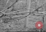Image of vineyards of Crimea in spring Crimea Ukraine, 1947, second 15 stock footage video 65675054026