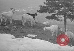 Image of vineyards of Crimea in spring Crimea Ukraine, 1947, second 21 stock footage video 65675054026
