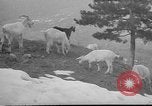 Image of vineyards of Crimea in spring Crimea Ukraine, 1947, second 22 stock footage video 65675054026