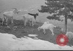 Image of vineyards of Crimea in spring Crimea Ukraine, 1947, second 23 stock footage video 65675054026