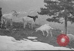 Image of vineyards of Crimea in spring Crimea Ukraine, 1947, second 24 stock footage video 65675054026