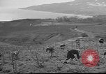 Image of vineyards of Crimea in spring Crimea Ukraine, 1947, second 32 stock footage video 65675054026