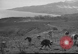 Image of vineyards of Crimea in spring Crimea Ukraine, 1947, second 33 stock footage video 65675054026