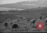 Image of vineyards of Crimea in spring Crimea Ukraine, 1947, second 35 stock footage video 65675054026