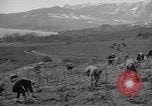 Image of vineyards of Crimea in spring Crimea Ukraine, 1947, second 36 stock footage video 65675054026