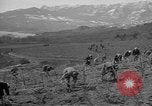 Image of vineyards of Crimea in spring Crimea Ukraine, 1947, second 37 stock footage video 65675054026