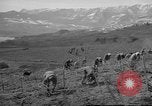 Image of vineyards of Crimea in spring Crimea Ukraine, 1947, second 38 stock footage video 65675054026