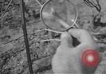 Image of vineyards of Crimea in spring Crimea Ukraine, 1947, second 49 stock footage video 65675054026