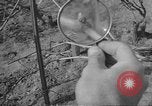 Image of vineyards of Crimea in spring Crimea Ukraine, 1947, second 50 stock footage video 65675054026