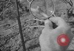 Image of vineyards of Crimea in spring Crimea Ukraine, 1947, second 53 stock footage video 65675054026